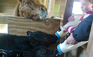 feeding the calfs at West Standen Farm