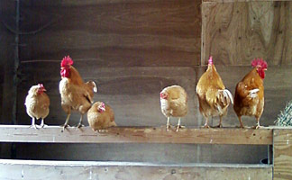 Chickens at West Standen Farm